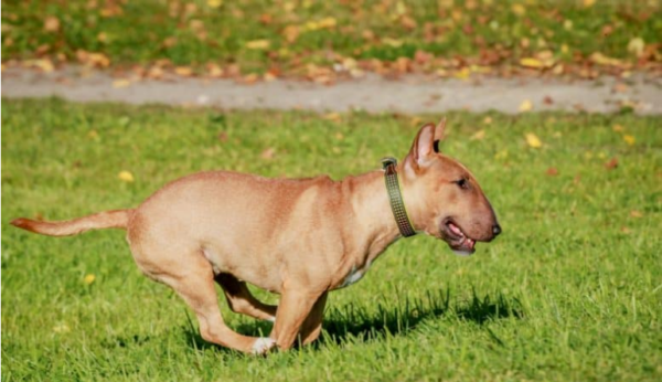 Bull Terrier miniatura en forma